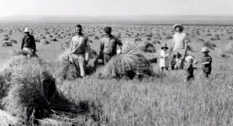 farmers gather wheat
