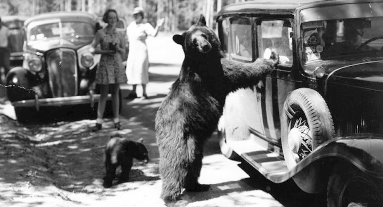 Black bear near a car in Yellowstone National Park